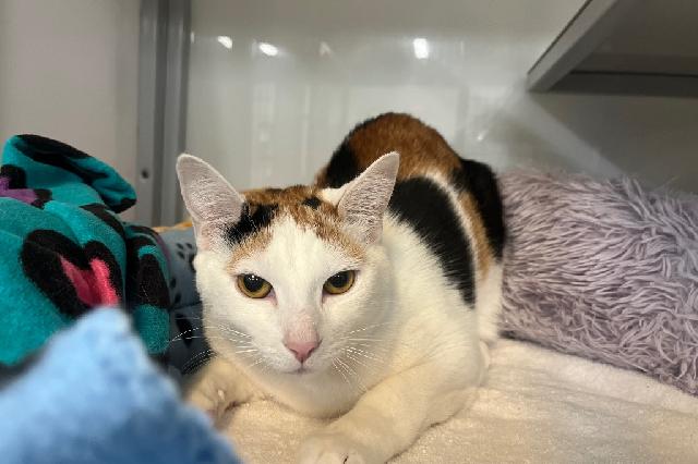 My name at SAFE Haven was PiÃ±ata and I was adopted!
