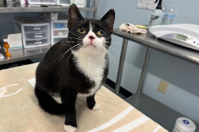 Adopt a Cat - Recently Adopted Cats - SAFE Haven for Cats