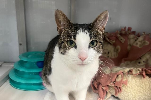 My name at SAFE Haven was Brook Trout and I was adopted!