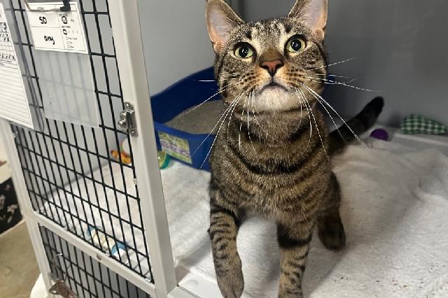 My name is Sturgeon and I am ready for adoption. Learn more about me!