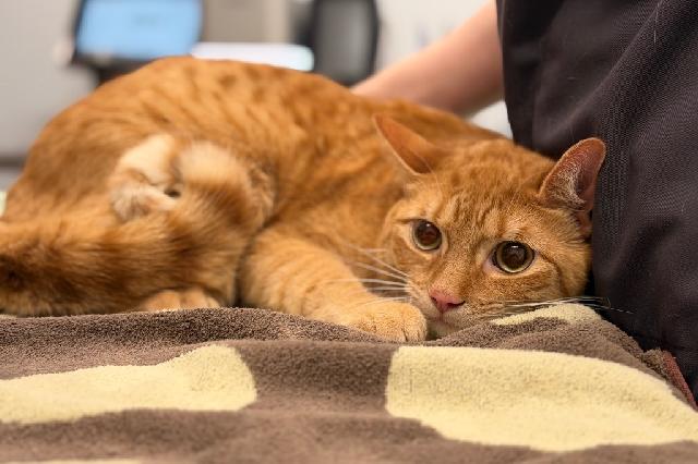 My name is Corvette and I am ready for adoption. Learn more about me!