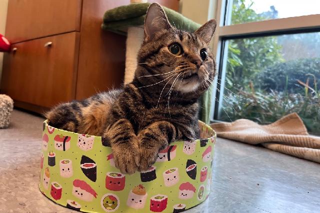 My name at SAFE Haven was Pine Nut and I was adopted!