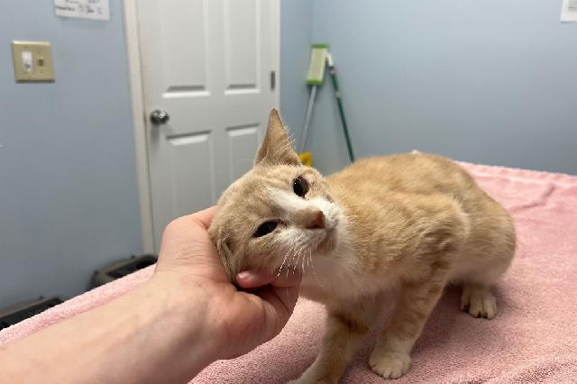 My name at SAFE Haven was Cornstalk and I was adopted!