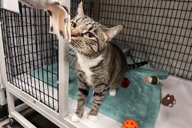 My name is Trench Coat and I am ready for adoption. Learn more about me!
