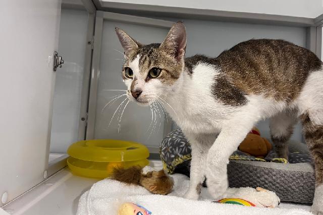 My name is Frisco and I am ready for adoption. Learn more about me!