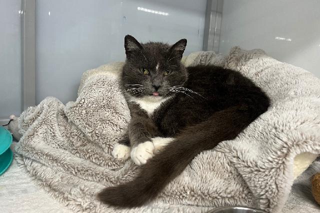 My name is Charlotta and I am ready for adoption. Learn more about me!