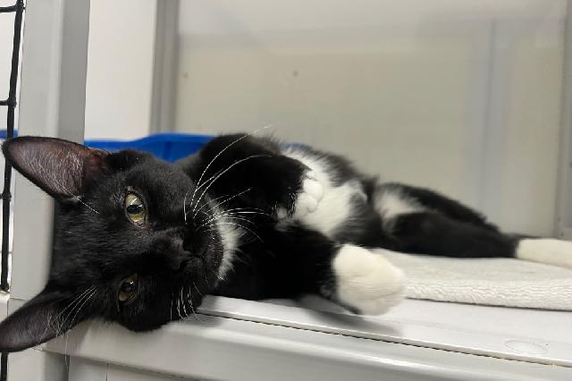 My name is Vuitton and I am ready for adoption. Learn more about me!