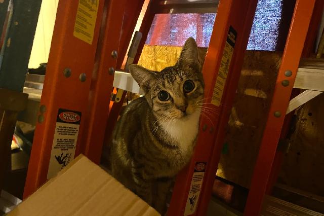 My name at SAFE Haven was Mr. Cobweb and I was adopted!