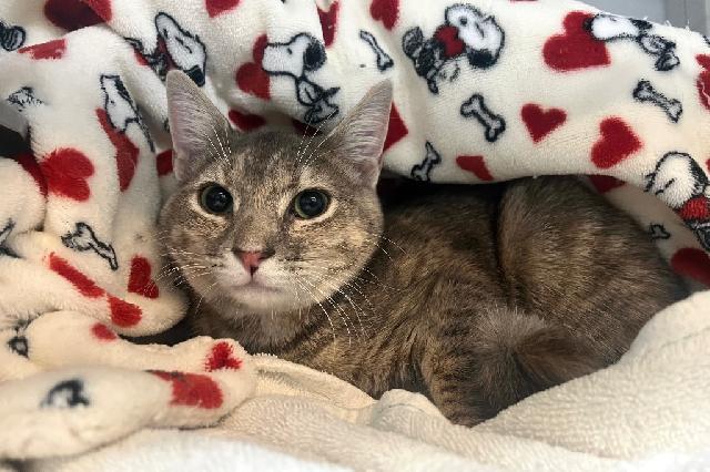 My name is Sylvee and I am ready for adoption. Learn more about me!