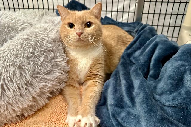 My name is Holtzman and I am ready for adoption. Learn more about me!