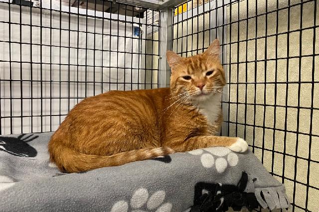 My name is Jeremiah and I am ready for adoption. Learn more about me!