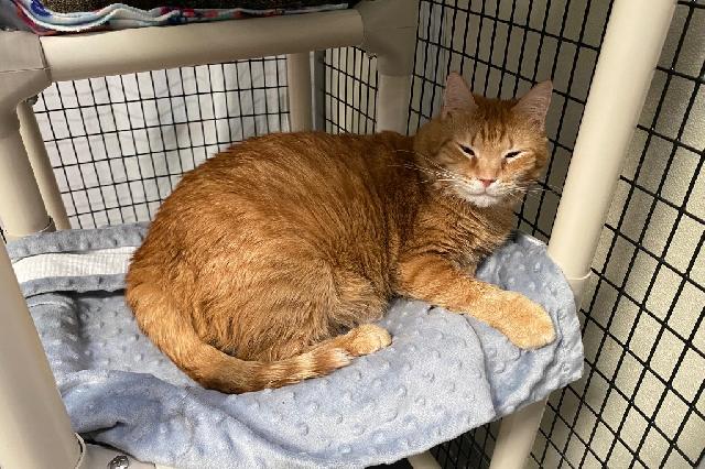 My name is Kraig and I am ready for adoption. Learn more about me!