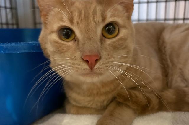 My name at SAFE Haven was French Hens and I was adopted!