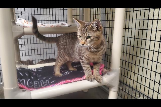 My name at SAFE Haven was Piglet and I was adopted!