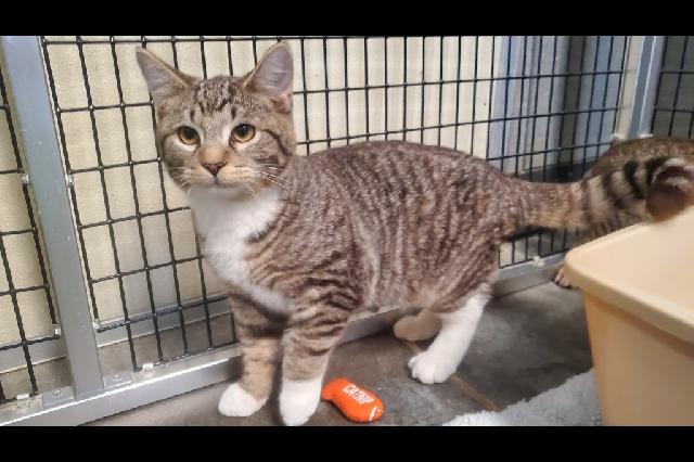 My name at SAFE Haven was Tigger and I was adopted!