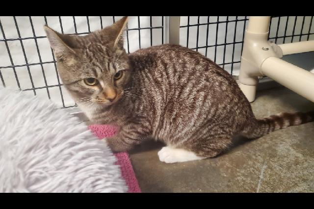My name at SAFE Haven was Rabbit and I was adopted!