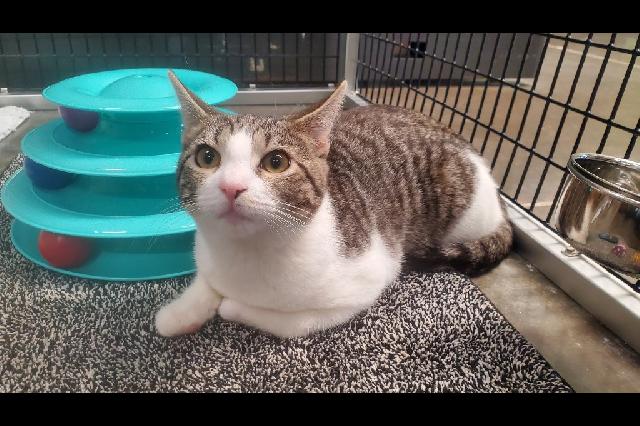 My name at SAFE Haven was Winnie the Pooh and I was adopted!