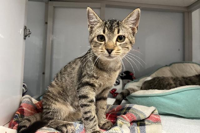 My name is Max-D and I am ready for adoption. Learn more about me!