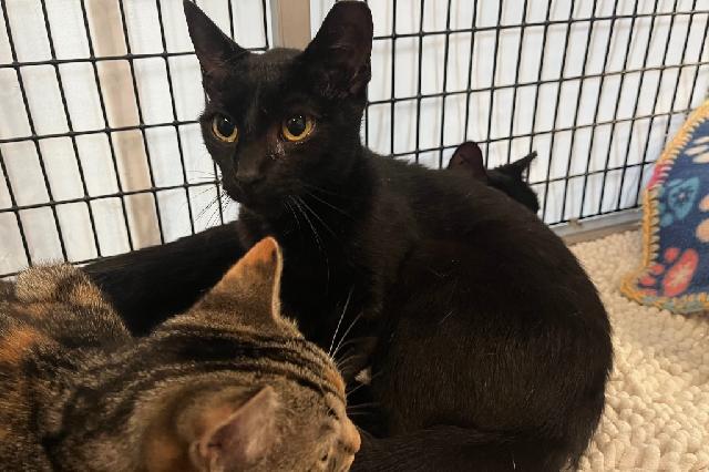 My name at SAFE Haven was Oates and I was adopted!