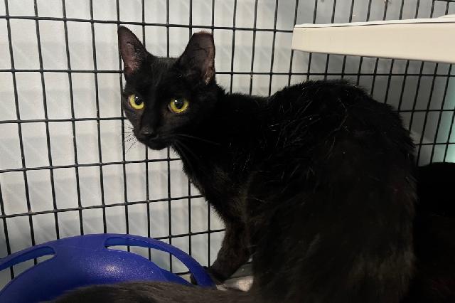 My name at SAFE Haven was Hall and I was adopted!
