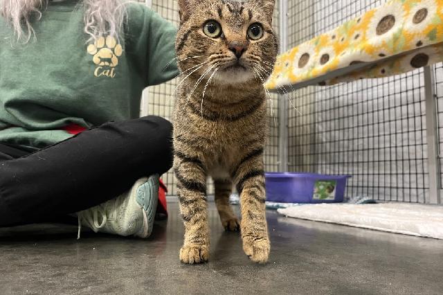 My name at SAFE Haven was Giallo and I was adopted!