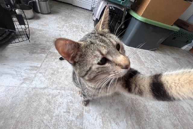 My name at SAFE Haven was Cilantro Lime Rice and I was adopted!