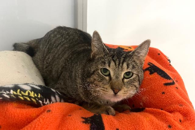 My name at SAFE Haven was Dodecahedron and I was adopted!