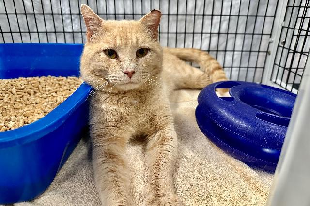 My name at SAFE Haven was Costco Hotdog and I was adopted!