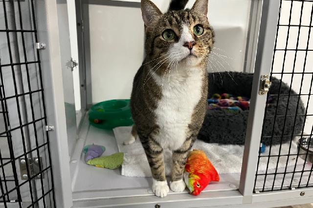 My name at SAFE Haven was McConnell and I was adopted!