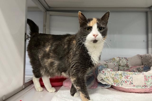 My name is Rhubarb and I am ready for adoption. Learn more about me!