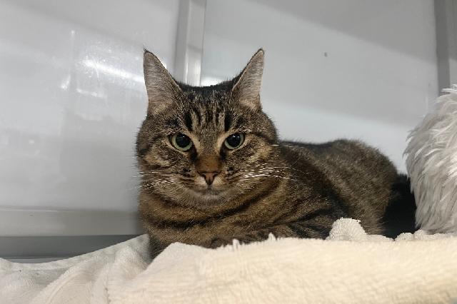 My name at SAFE Haven was Hyatt Regency and I was adopted!