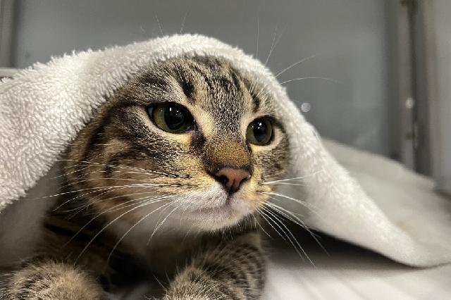 My name is Drumstick and I am ready for adoption. Learn more about me!