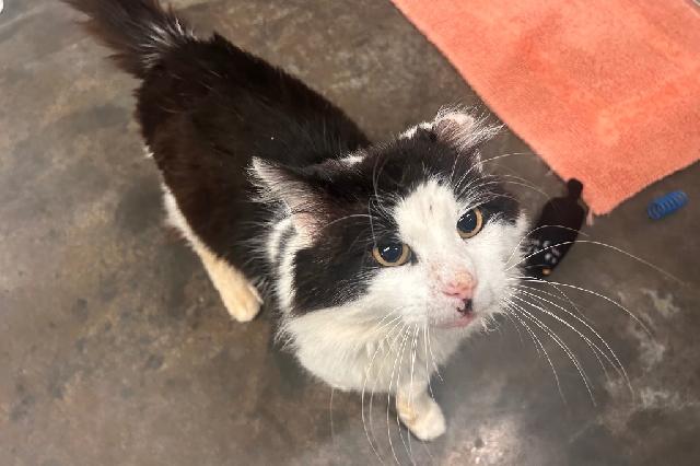 My name at SAFE Haven was Mister McGee and I was adopted!