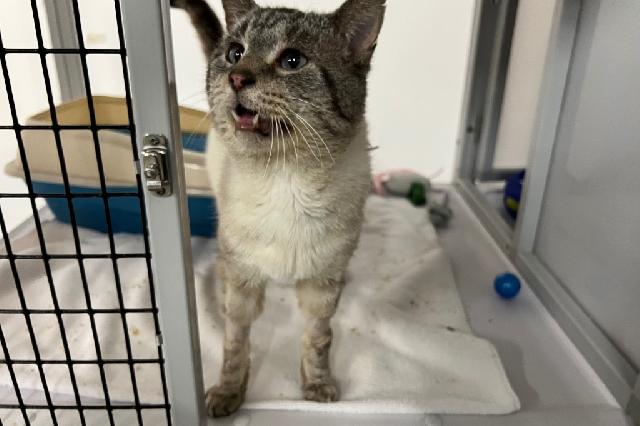My name is Chief Beef and I am ready for adoption. Learn more about me!