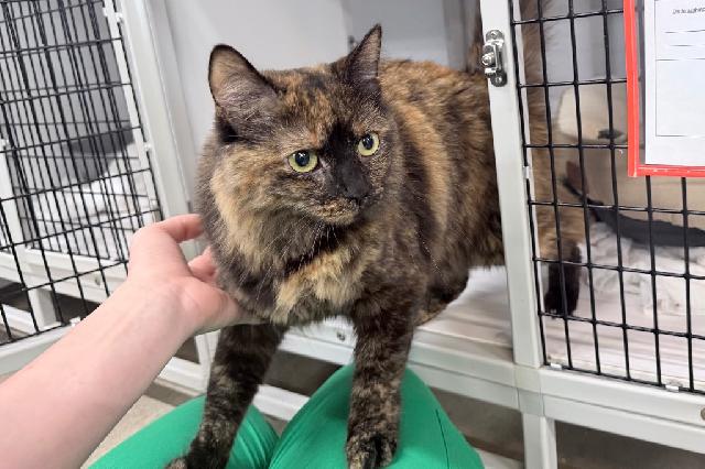 My name at SAFE Haven was Xola and I was adopted!