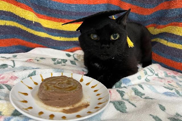 My name is Minty and I am ready for adoption. Learn more about me!