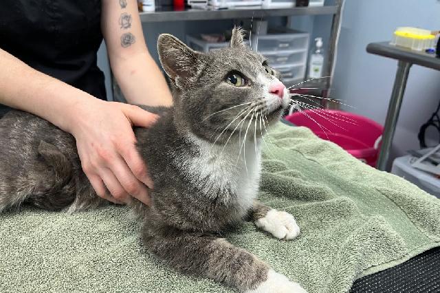My name at SAFE Haven was Shake Shack and I was adopted!