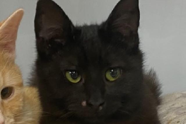 My name is Candle and I am ready for adoption. Learn more about me!