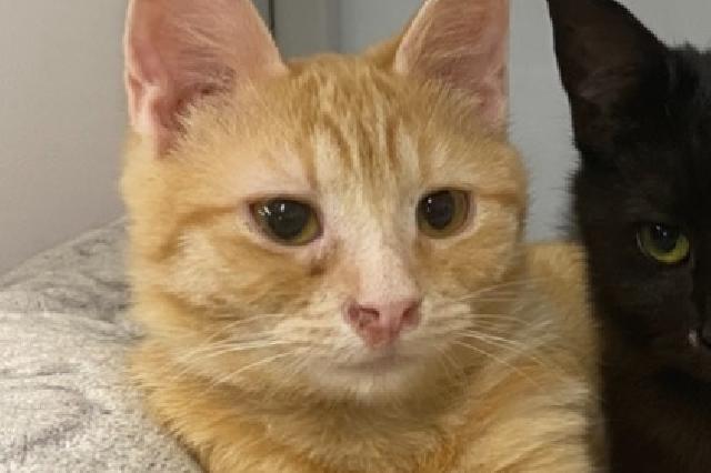 My name is Crumble and I am ready for adoption. Learn more about me!