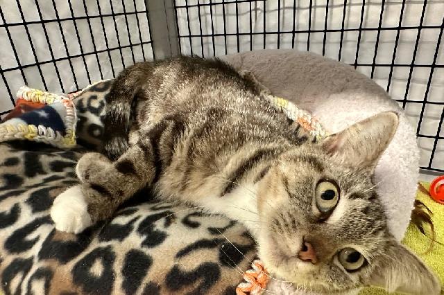 My name at SAFE Haven was Rumble and I was adopted!