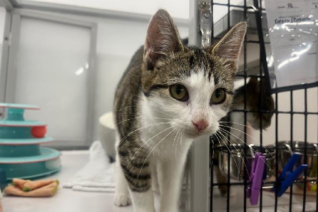 My name at SAFE Haven was Bryce and I was adopted!