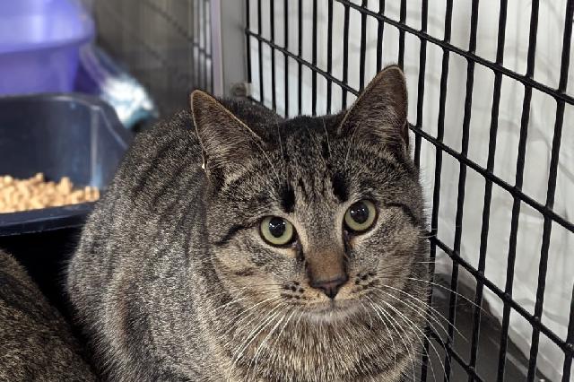 My name at SAFE Haven was Yellowstone and I was adopted!