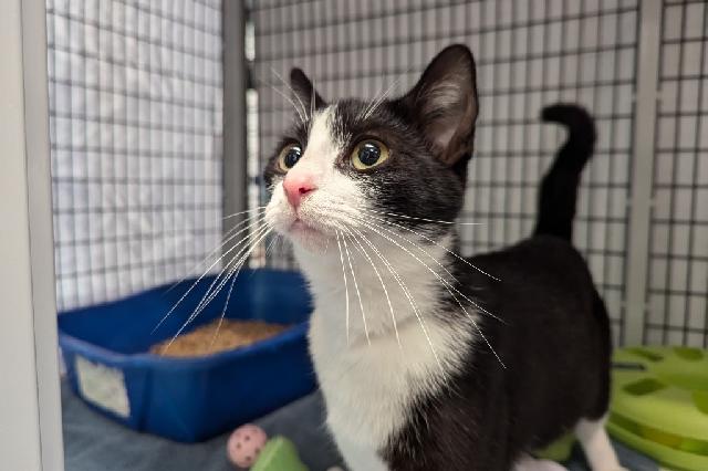My name at SAFE Haven was Imogen and I was adopted!