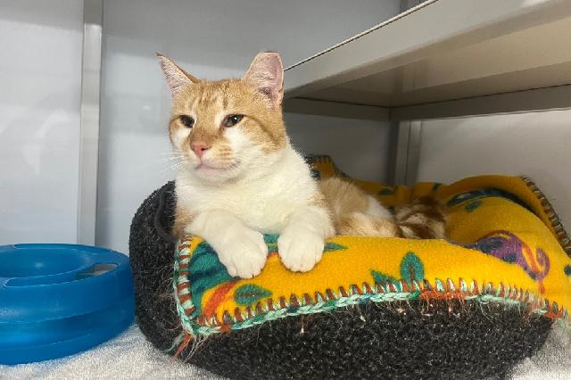 My name at SAFE Haven was Scooby Snacks and I was adopted!