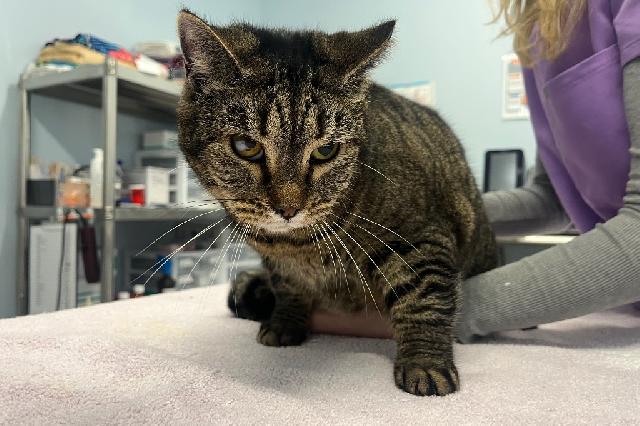 My name at SAFE Haven was Milani and I was adopted!
