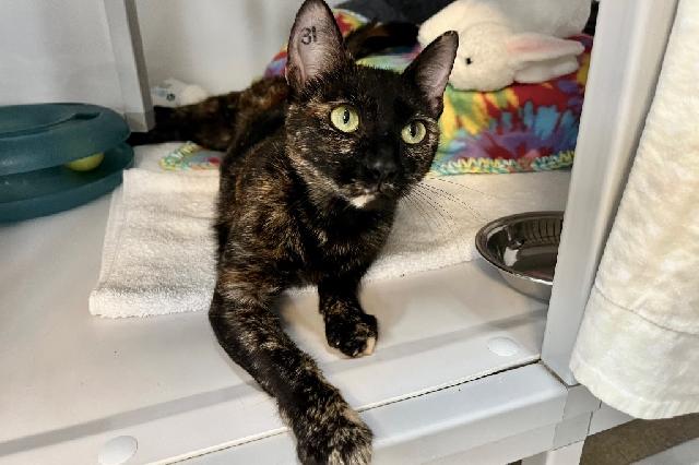 My name at SAFE Haven was Evanescence and I was adopted!