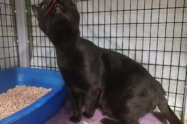 My name is Cypress Hill and I am ready for adoption. Learn more about me!