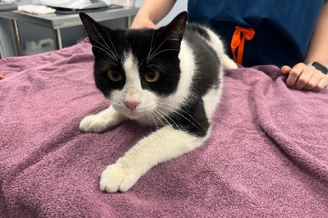 My name at SAFE Haven was Dowlas and I was adopted!