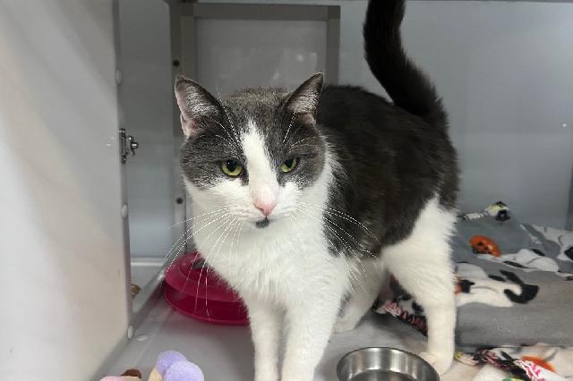 My name at SAFE Haven was Smokescreen and I was adopted!