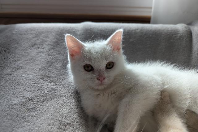 My name at SAFE Haven was Vanilla Milkshake and I was adopted!